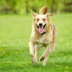 Kangaroo-Dog-Food reviews