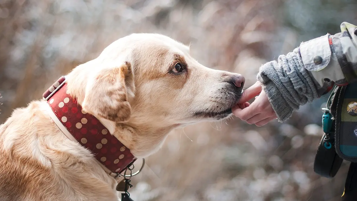 Valu Pak Dog Food reviews