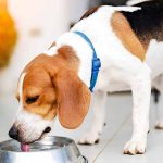 Dry Dog Food Crossword
